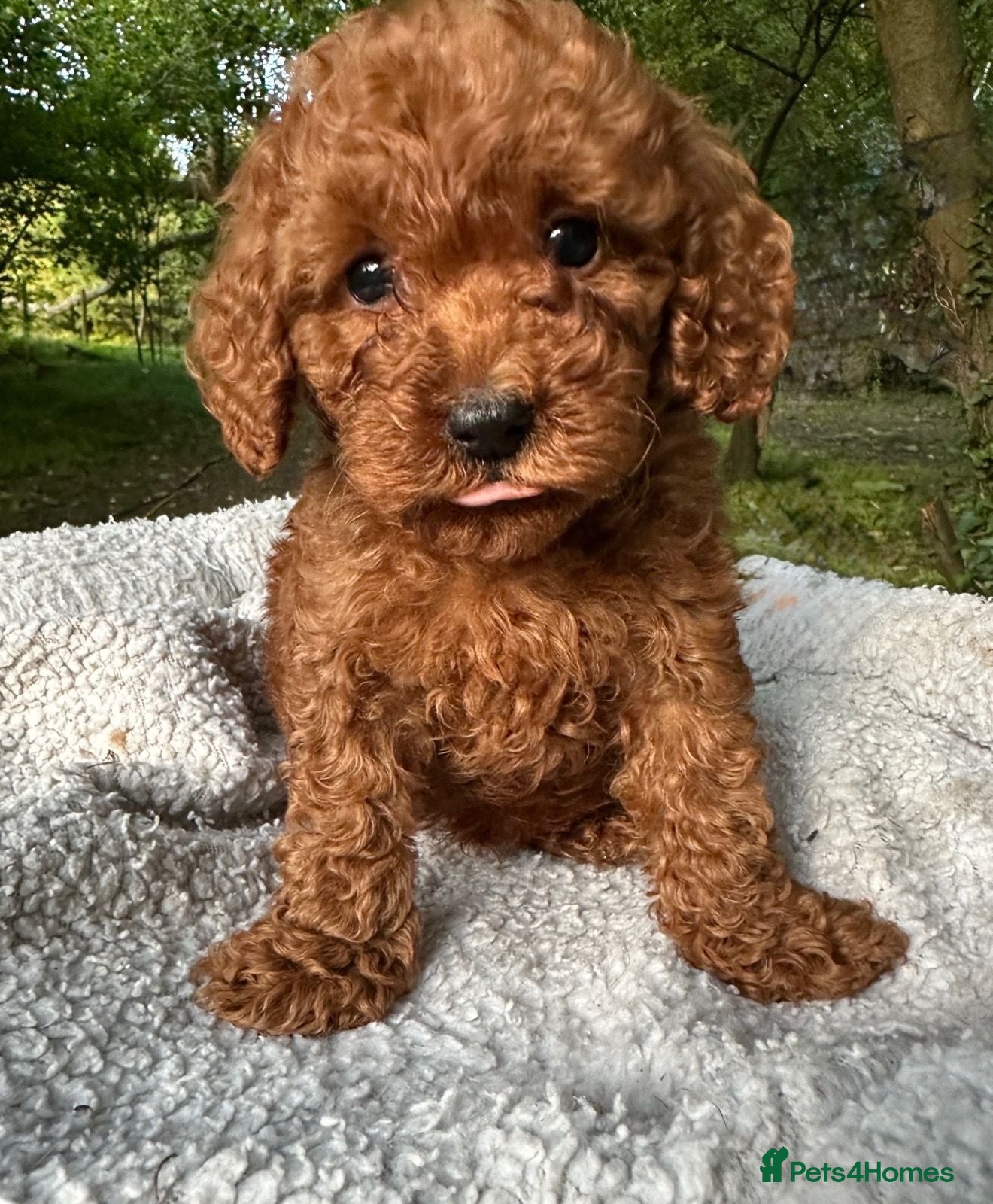 Toy Poodle dogs Fox Red Toy Poodles Ready 8th July - Advert 1