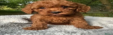 Toy Poodle 3