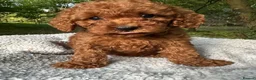 Toy Poodle dogs for sale: Fox Red Toy Poodles Ready 8th July - Advert 1