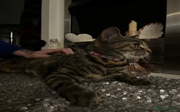 Bengal cats for sale: Half Bengal Cat Female - Image 1