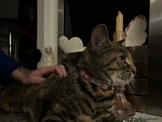 Bengal cats - Advert 1