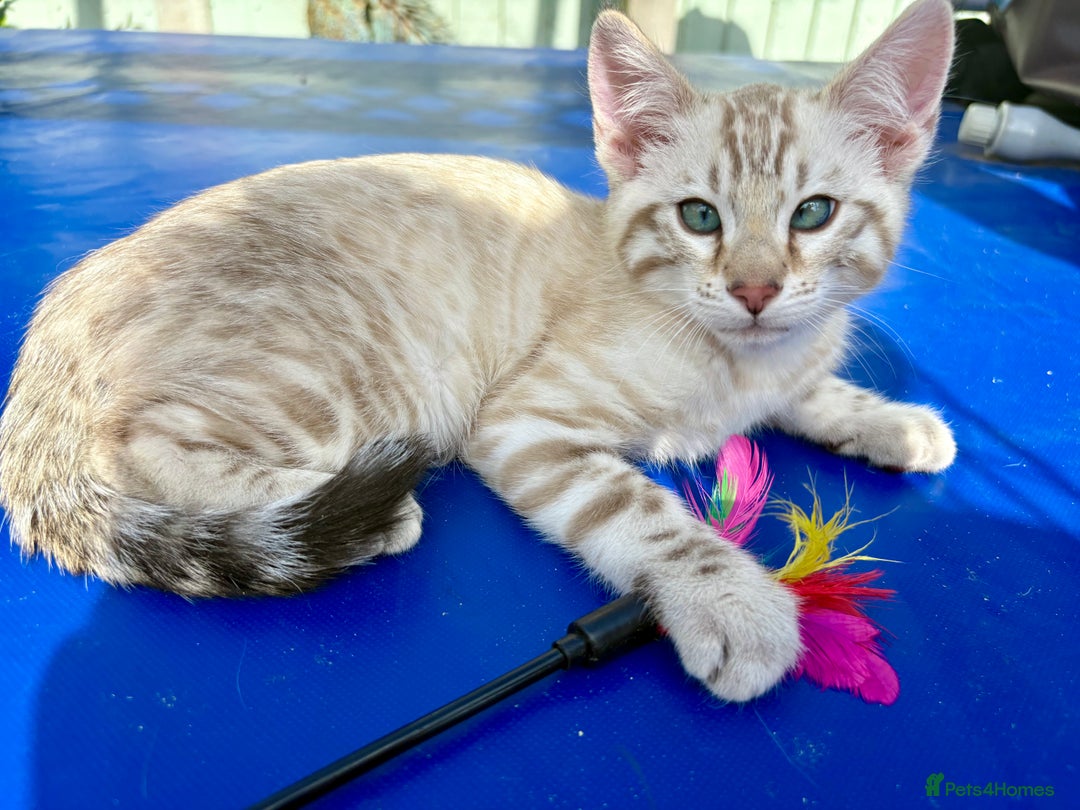 Savannah cats for sale: Superb snow leopard boys - Image 19