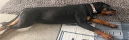 Rottweiler dogs for sale: Rottweiler kc reg - Advert 2