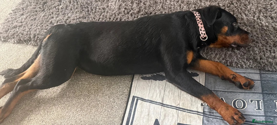 Rottweiler dogs for sale: Rottweiler kc reg - Advert 2
