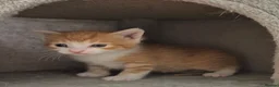 Mixed Breed cats for sale: 3 beautiful babies left from a litter of 6 - Advert 7
