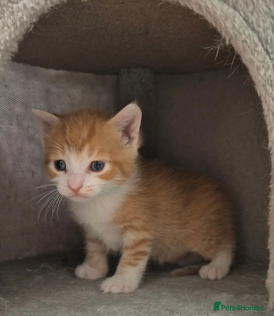 Mixed Breed cats for sale: 3 beautiful babies left from a litter of 6 - Advert 7