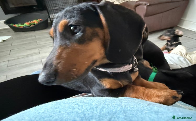 Miniature Dachshund dogs - Advert 13