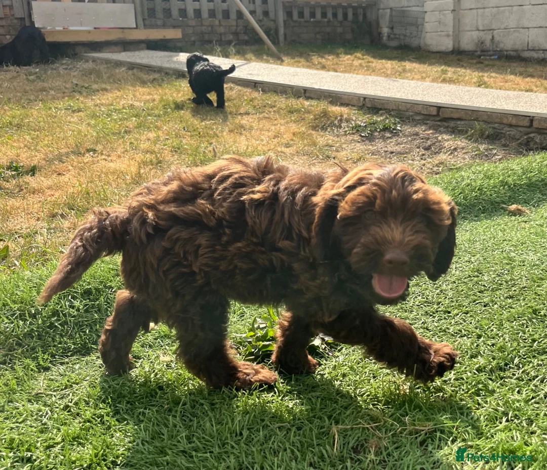 Cockapoo dogs for sale: Last boy! Ready to leave F1 Cockapoo - Advert 2