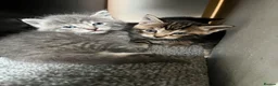 American Wirehair cats for sale: American wirehair/Long hair kittens for sale  - Advert 6