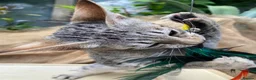 Savannah cats for sale: Savannah PED’G kitten last light bst girl F5SBT - Advert 10