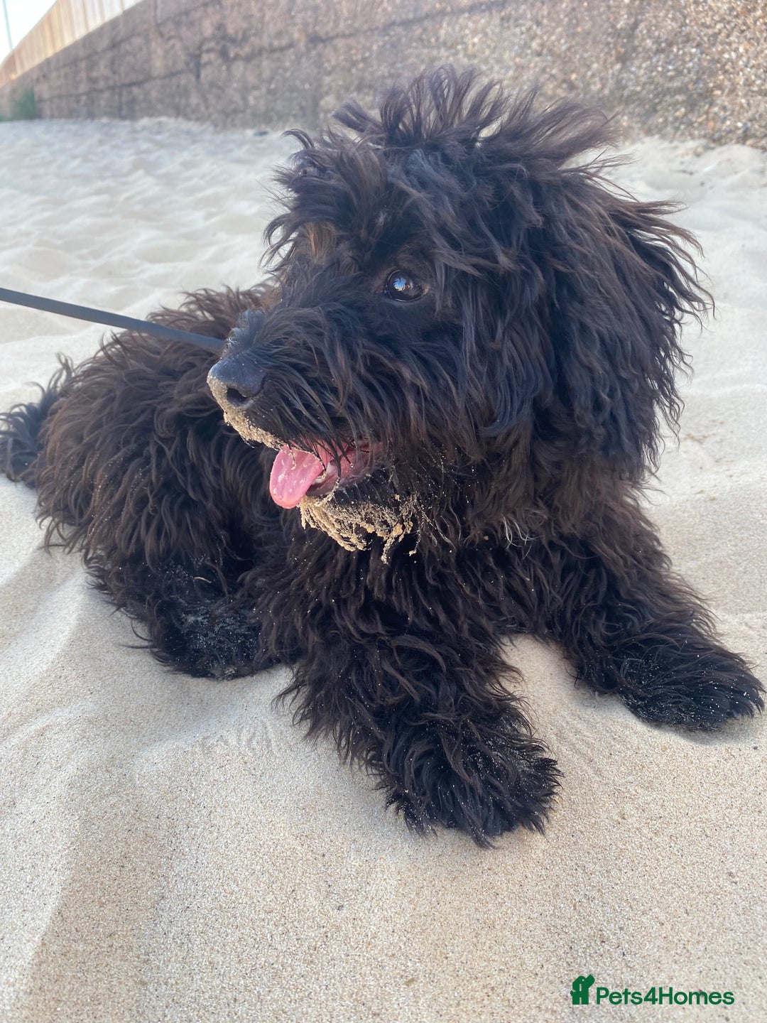 Yorkiepoo dogs for stud: Yokriepoo for Stud - Advert 9