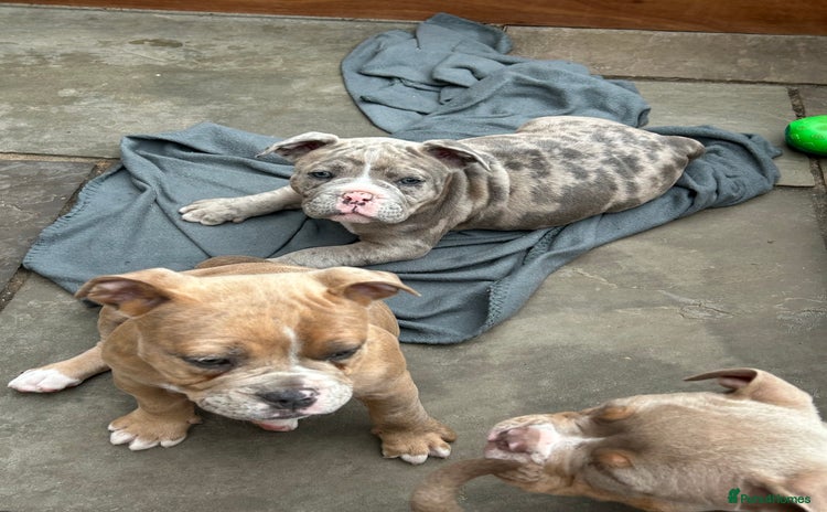 Olde English Bulldogge dogs in Southampton - Advert 6