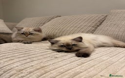 British Longhair cats for sale: British long hair female  - Image 2