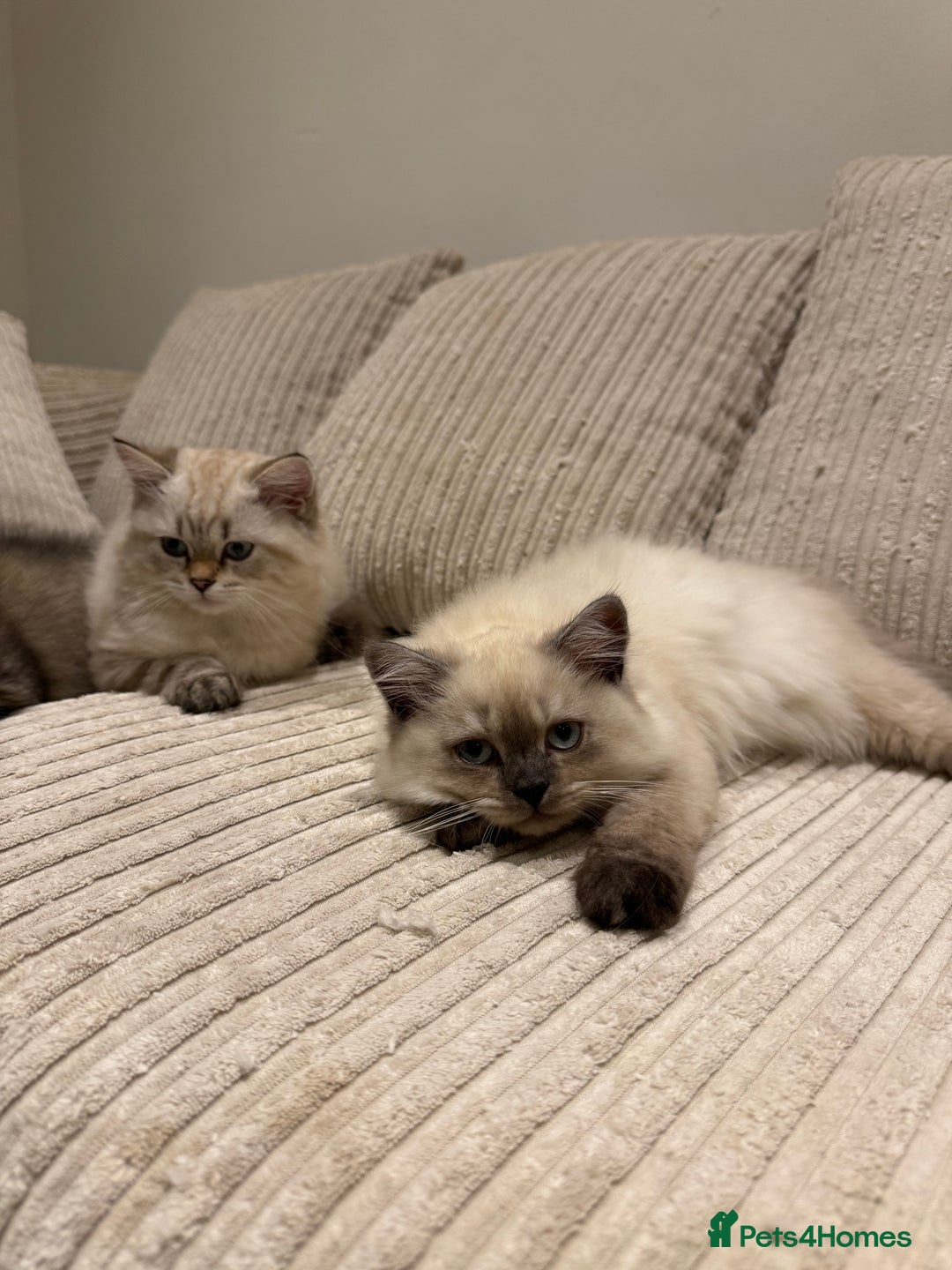 British Longhair cats for sale: British long hair female  - Image 2