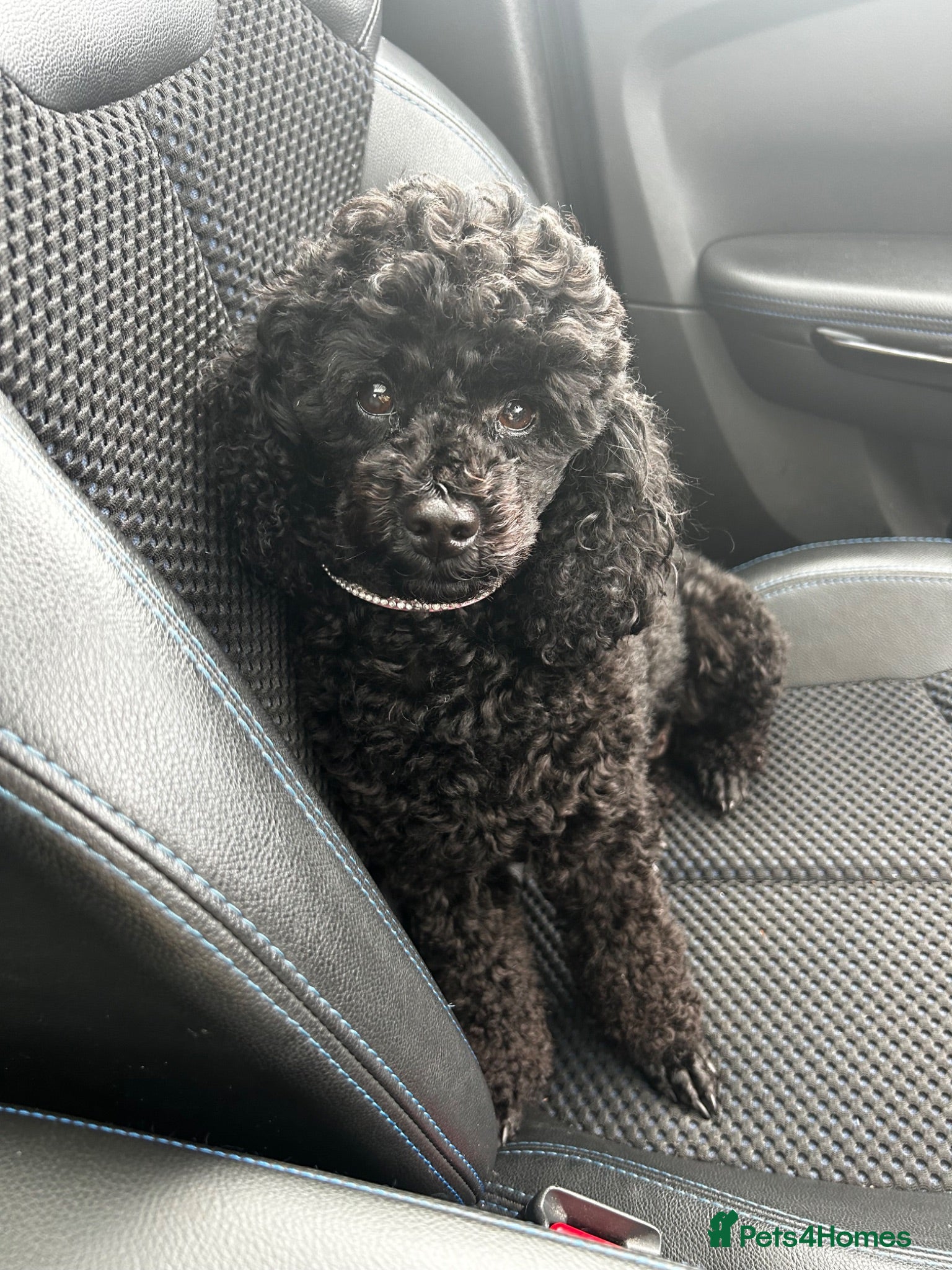 Toy Poodle dogs 3 Toy poodle pups  - Advert 1
