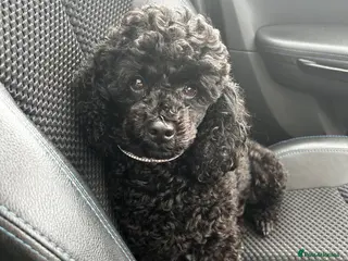 Toy Poodle dogs 3 Toy poodle pups - Advert 15