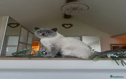 British Shorthair cats for sale: PEDIGREE BRITISH SHORTHAIR KITTENS COLOURPOINT - Image 21