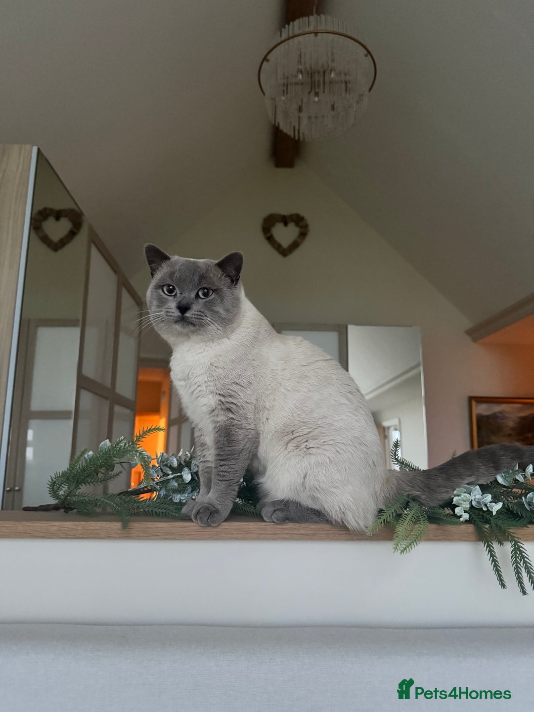 British Shorthair cats for sale: PEDIGREE BRITISH SHORTHAIR KITTENS COLOURPOINT - Image 21