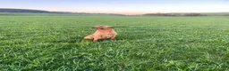 Labrador Retriever dogs for sale: 🐾KC Lab pups  - Advert 5