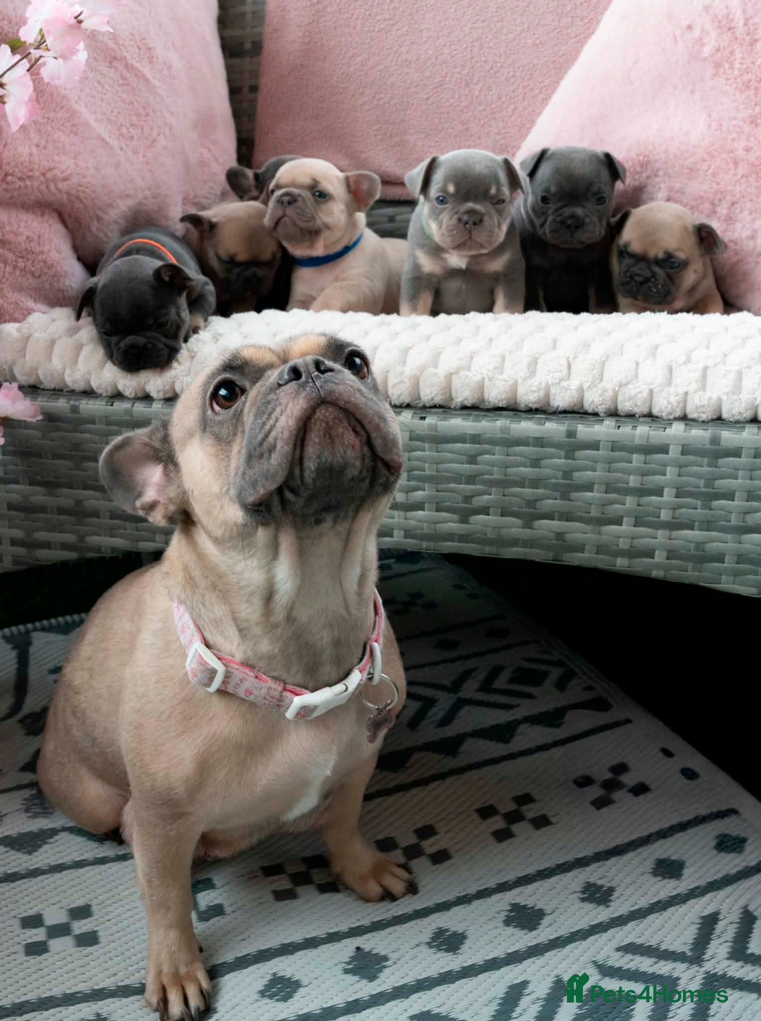 French Bulldog dogs French bulldog kc 5 gen - Advert 6