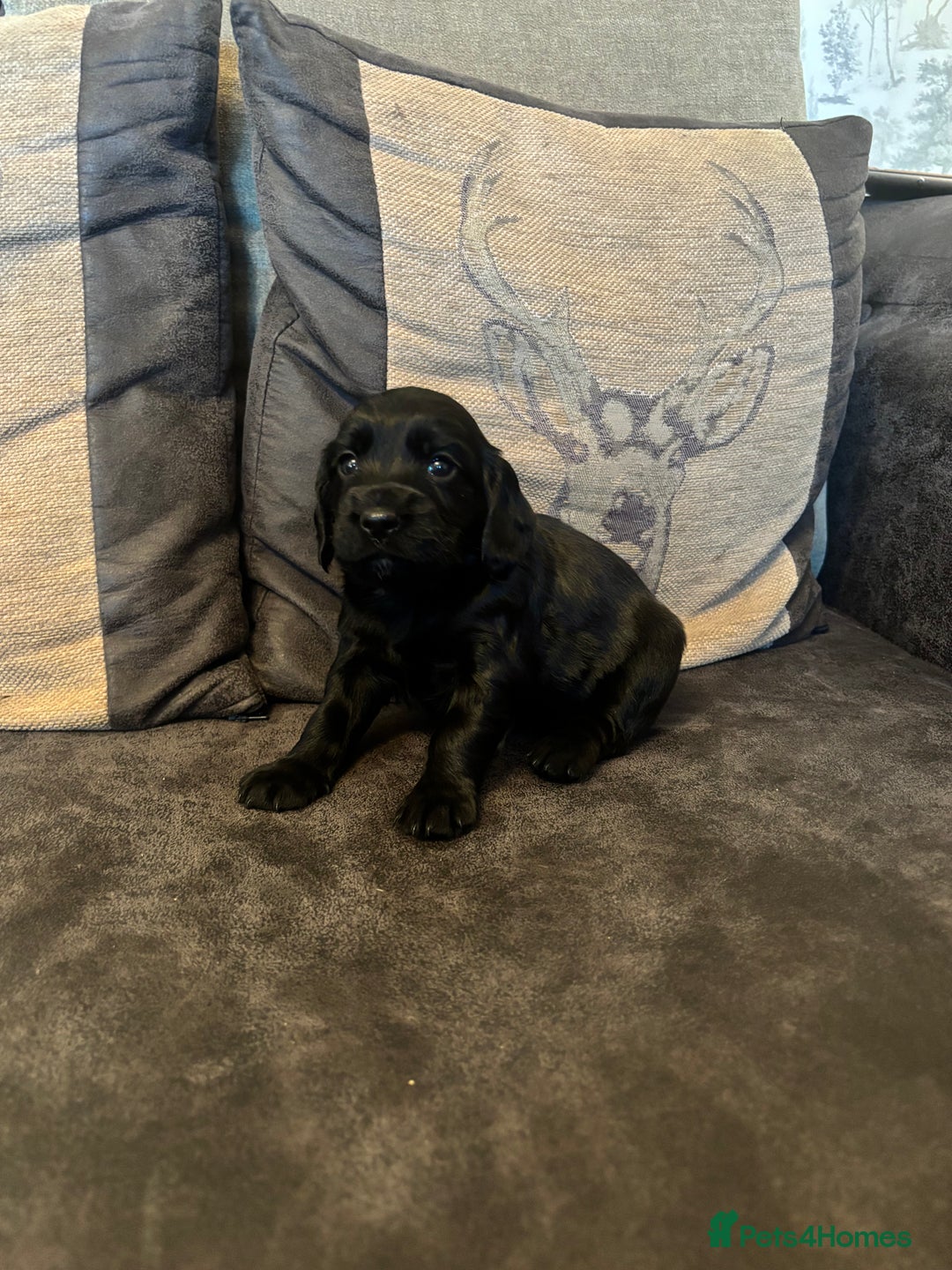Cocker Spaniel dogs for sale: cocker spaniel pups for sale short tailed workers - Image 10