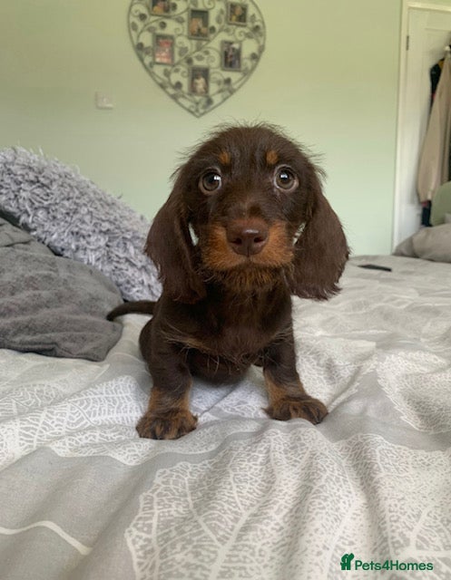 Miniature Dachshund dogs reavailable miniature wire haired dachshund - Advert 18