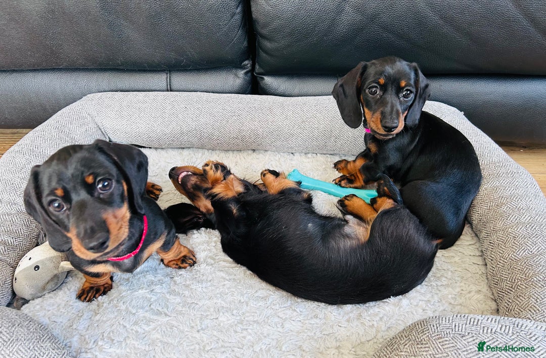 Miniature Dachshund dogs for sale: miniature Dachshund  - Advert 1