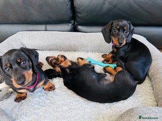 Miniature Dachshund dogs - Advert 5