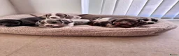 Miniature Dachshund dogs for sale: Miniature dachshund in Manchester - Advert 1