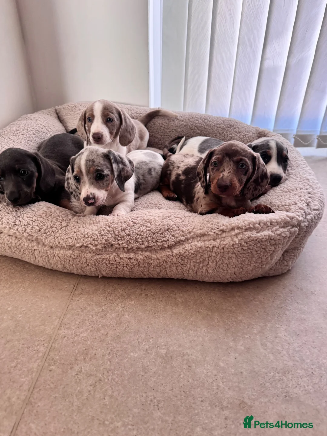 Miniature Dachshund dogs for sale: Miniature dachshund in Manchester - Advert 1