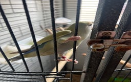 Lovebirds birds for sale: Beautiful lovebirds - Image 4