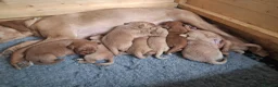 Labrador Retriever dogs for sale: KC Red Labrador Pups for sale - Advert 2