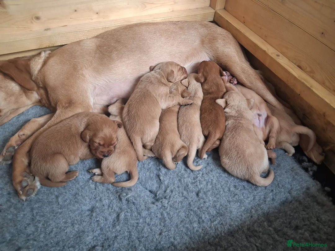 Labrador Retriever dogs for sale: KC Red Labrador Pups for sale - Advert 2