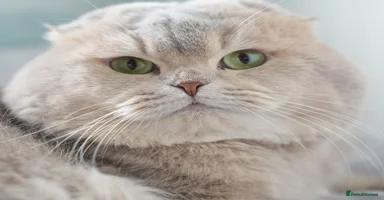 Scottish Fold cats - Advert 12