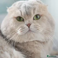 Scottish Fold cats - Advert 12