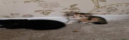 Mixed Breed cats for sale: Kittens Ready Now in Basildon - Advert 19