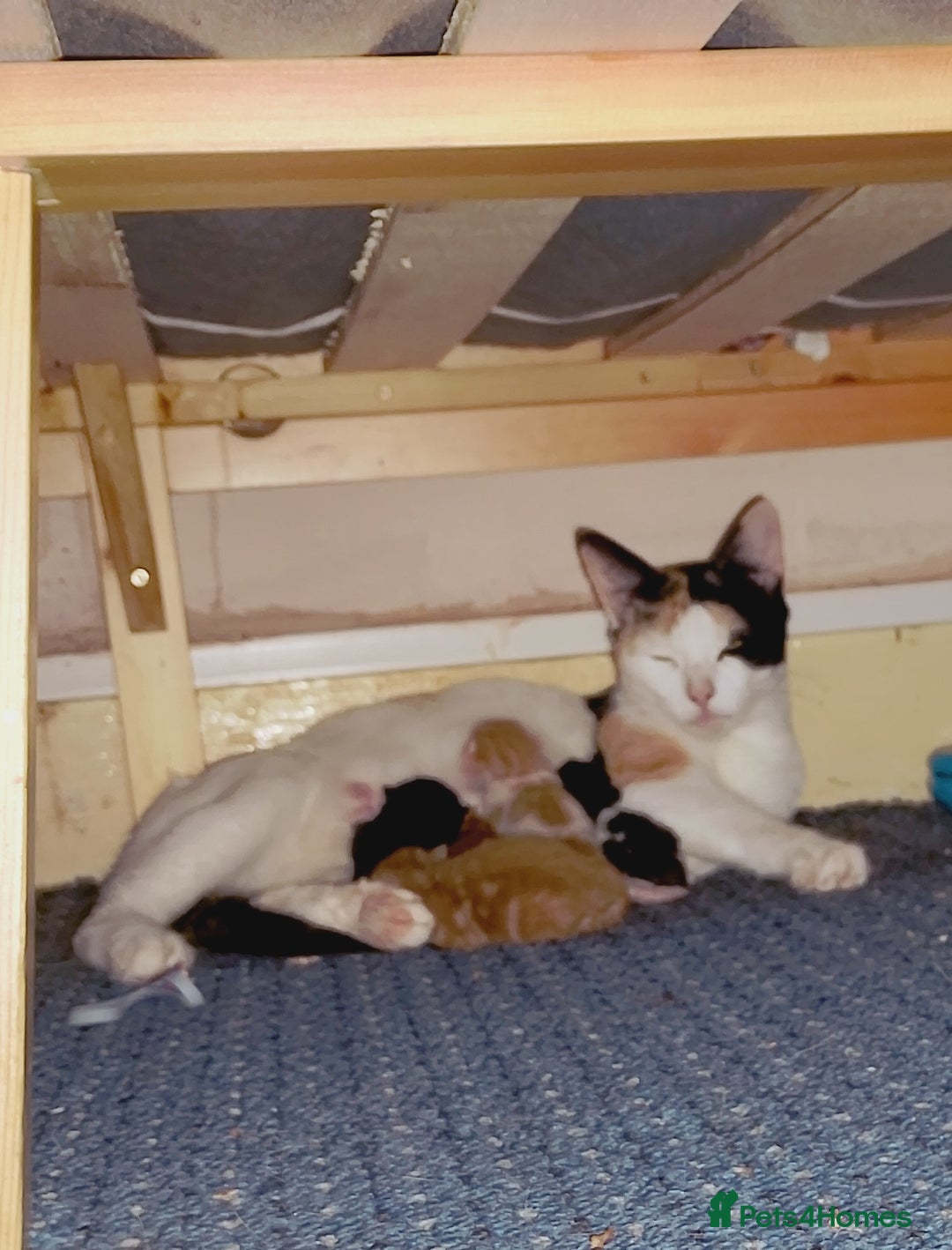 Mixed Breed cats for sale: Beautiful Picasso Ragdoll x kittens - Image 2