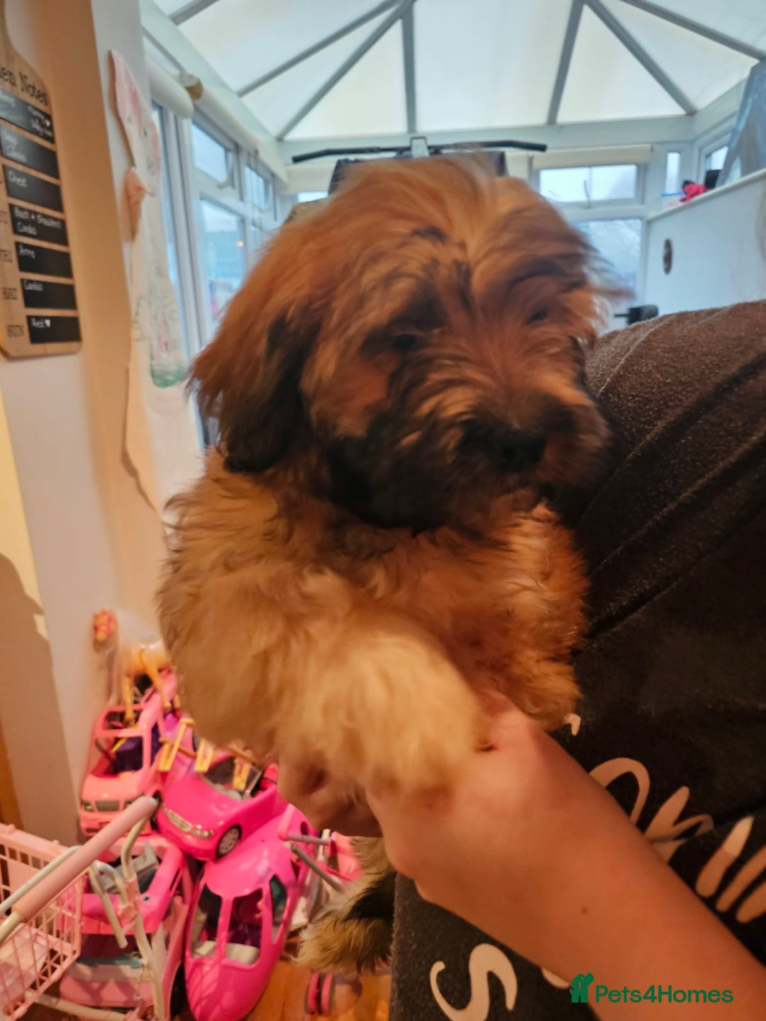 Mixed Breed dogs for sale: Cavapoo cross puppy  - Advert 8