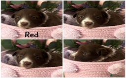 Border Collie dogs for sale: KC Reg Red + White Border Collie Puppies - Image 5