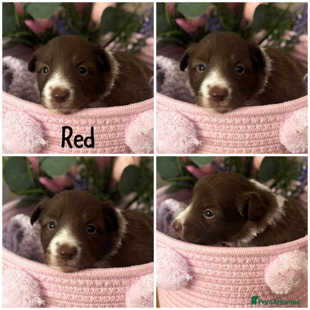 Border Collie dogs for sale: KC Reg Red + White Border Collie Puppies - Image 5