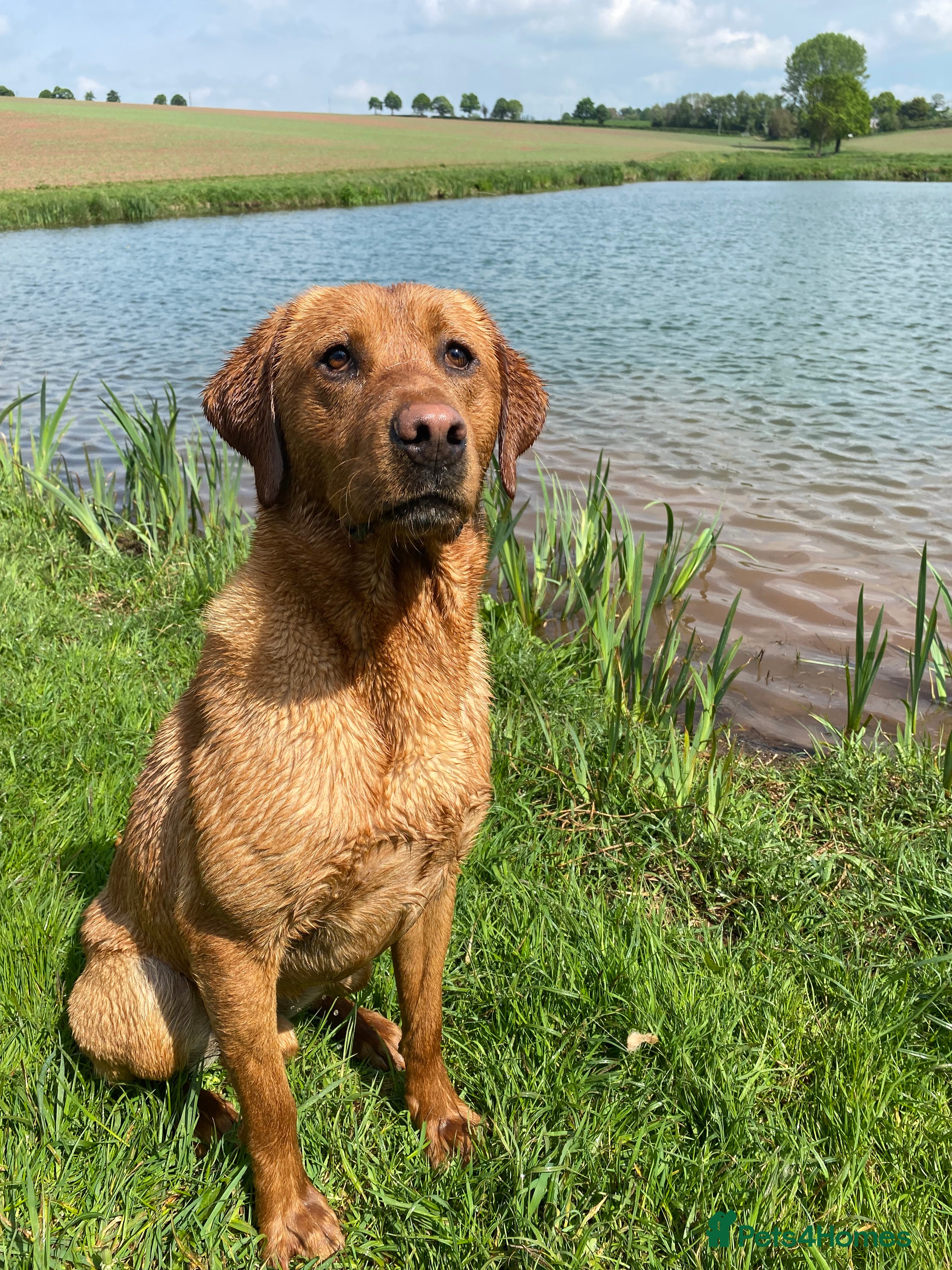 Labrador Retriever dogs Labrador at stud - Advert 4