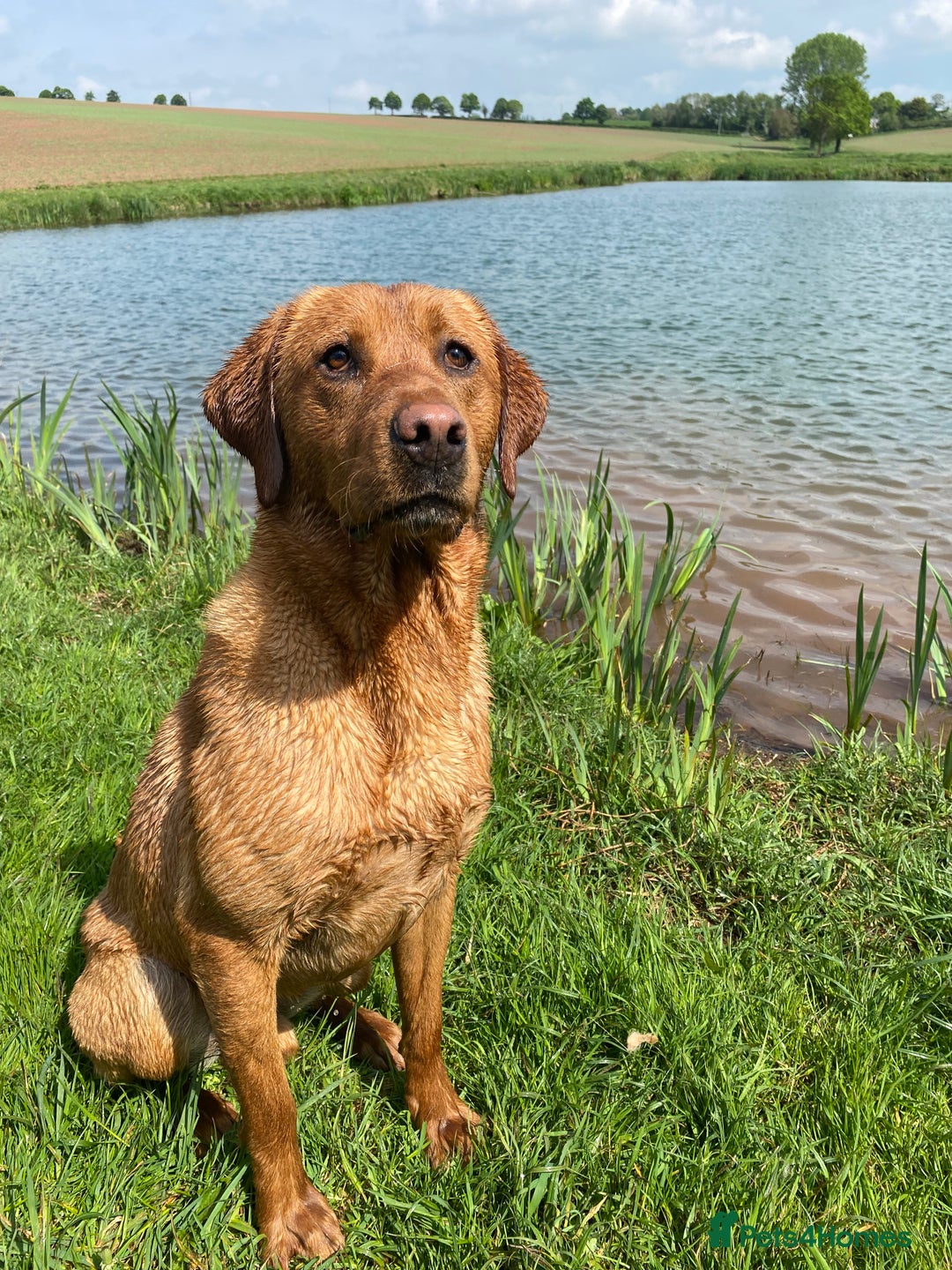 Labrador Retriever dogs for stud: Labrador at stud - Advert 1