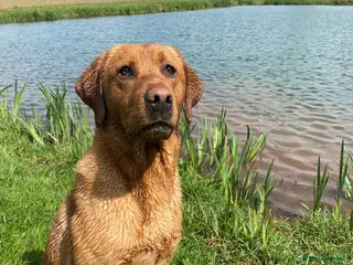 Labrador Retriever dogs Labrador at stud - Advert 16