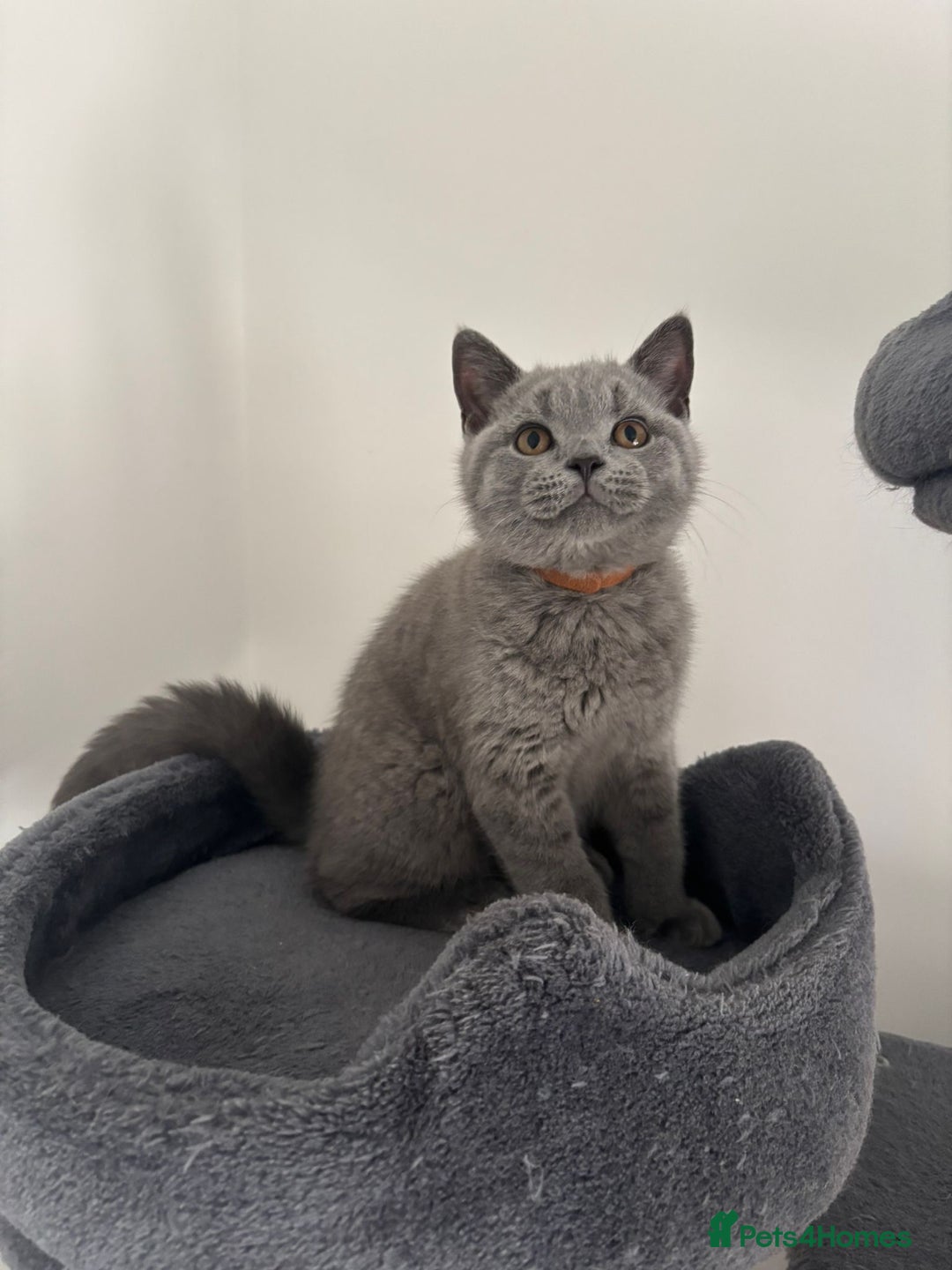 British Shorthair cats for sale: Chunky British Shorthair Kittens in Braintree - Image 22
