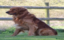 Golden Retriever dogs for sale: Dark Working Golden Retriever puppies  - Image 8