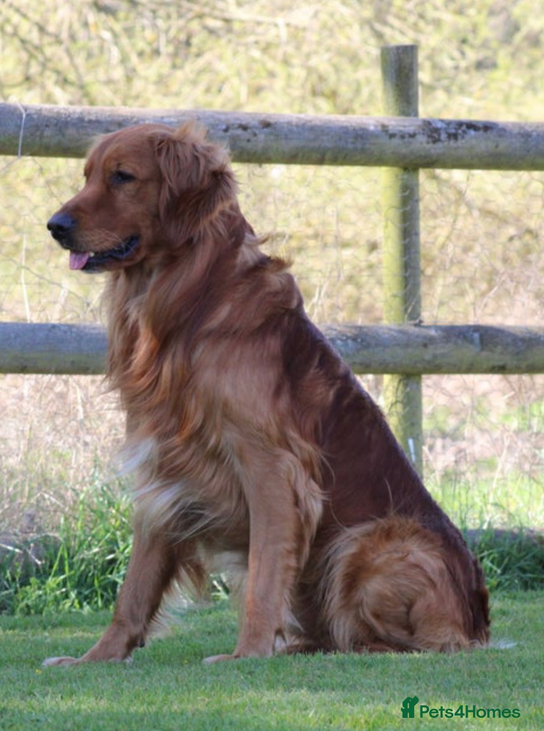 Golden Retriever dogs for sale: Dark Working Golden Retriever puppies  - Image 8