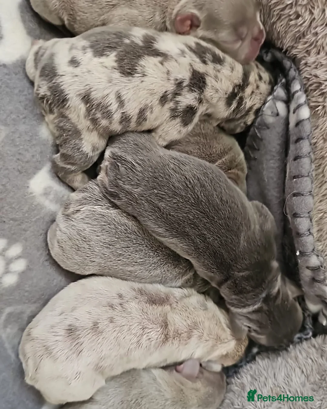 French Bulldog dogs for stud: Lilac tan merle in Sheffield - Advert 39