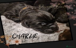 Newfoundland dogs for sale: FULLY HEALTH Tested KC Newfoundland Puppies - Image 20