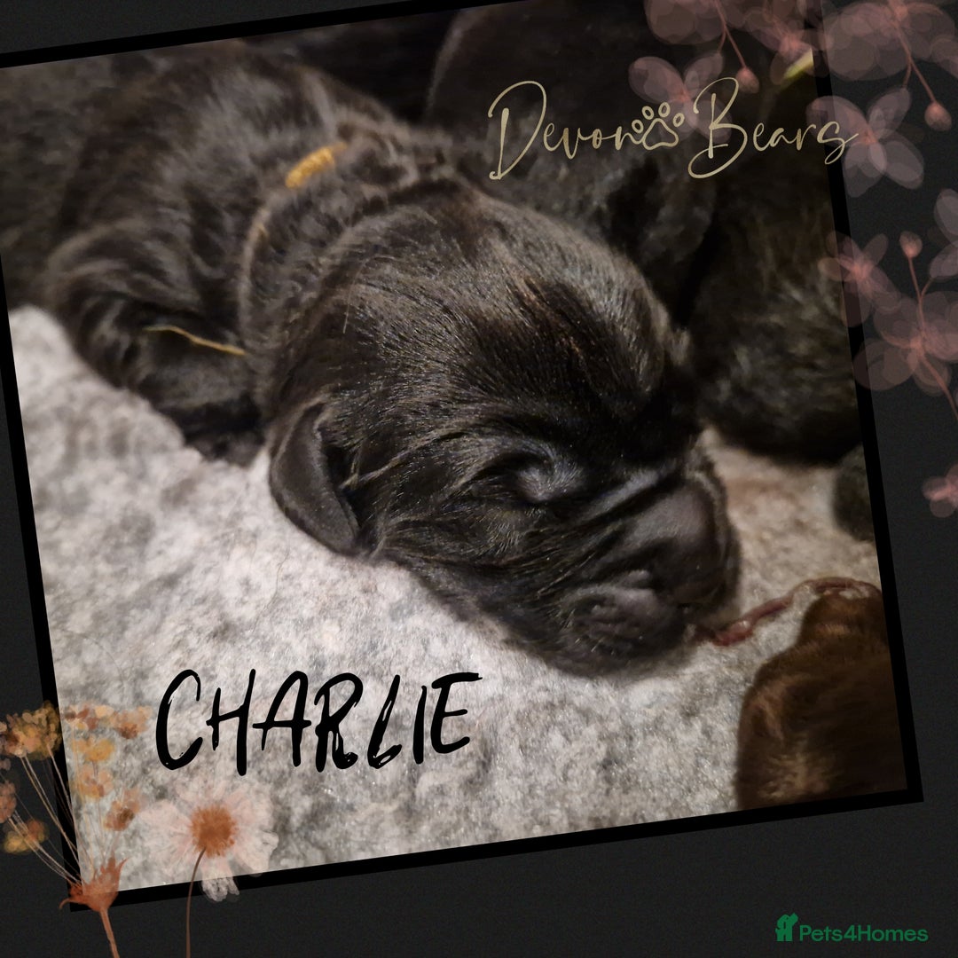 Newfoundland dogs for sale: FULLY HEALTH Tested KC Newfoundland Puppies - Image 20