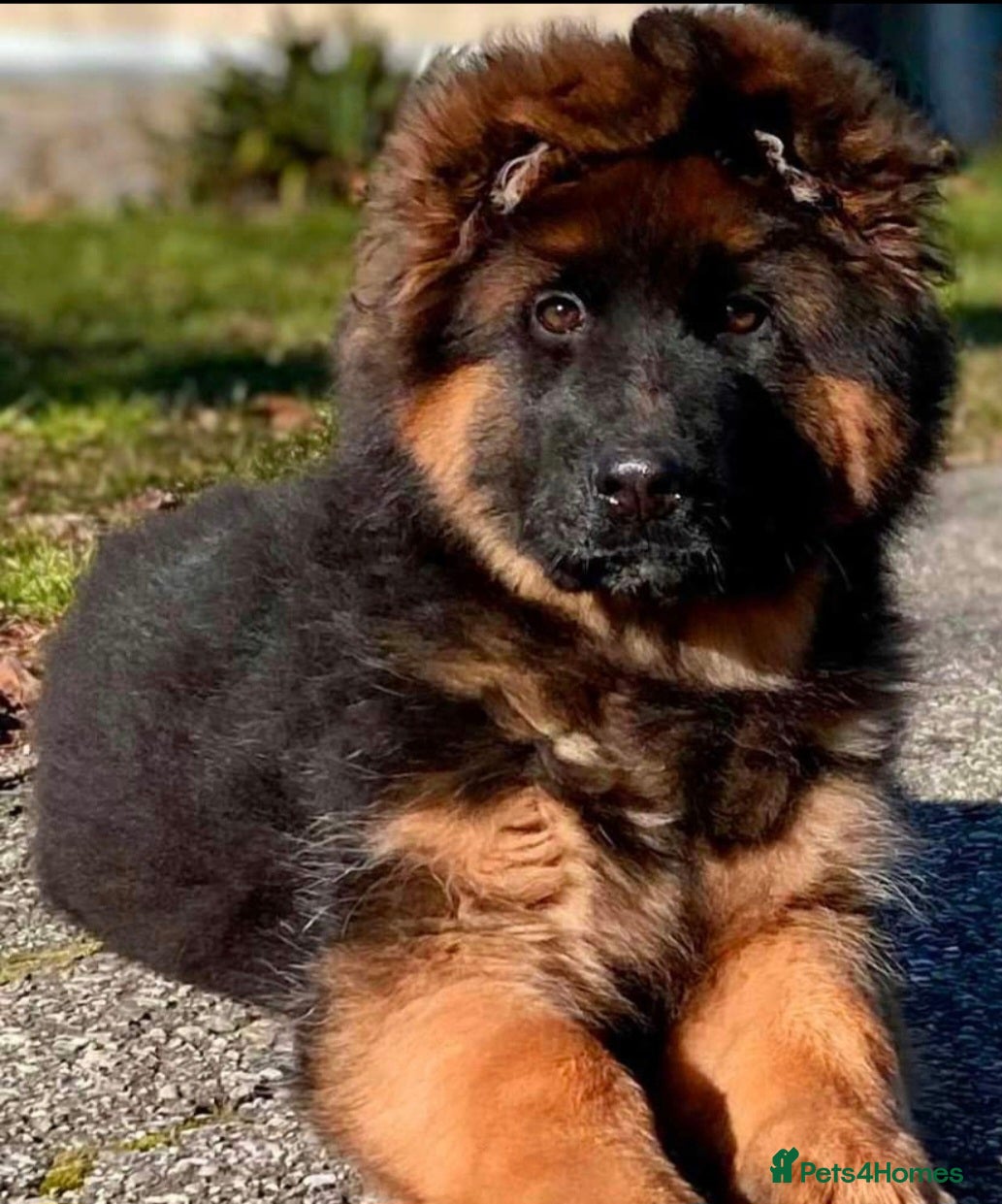 German Shepherd dogs STRAIGHT BACK,TOP QUALITY KC REG GSD PUPS  - Advert 3